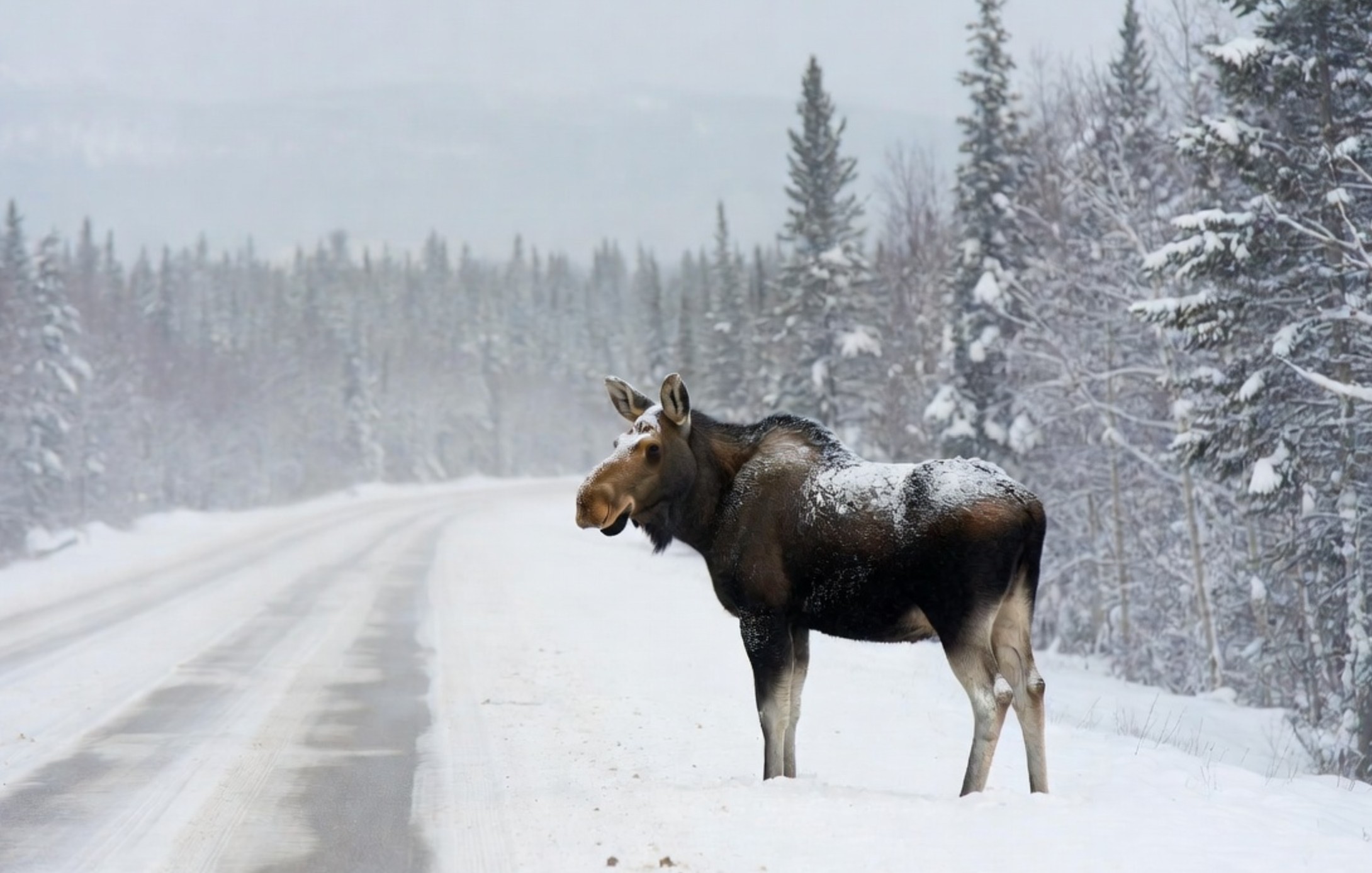 Uwaga, łosie wychodzą na drogi