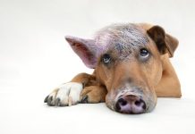 Genetycznie zmienione super-świnie zatwierdzone do konsumpcji