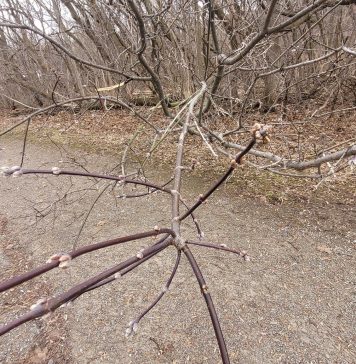 Michalinka: Uwolnijcie mnie od tej zimy