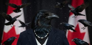 Gladu weszła między wrony musi krakać jak one