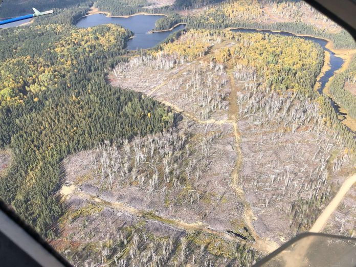 64fdefca-glyphosate_sprayed_forest-scaled