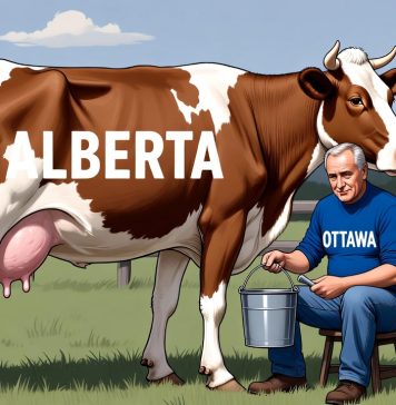 Alberta dojną krową Kanady