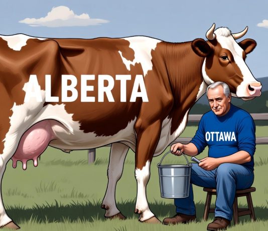 Alberta dojną krową Kanady