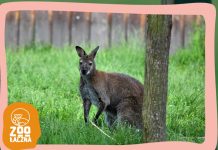 Przemoc państwa w działaniu – policja w zoologu